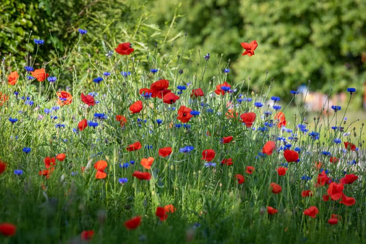 Kleurrijke Bloemenweide