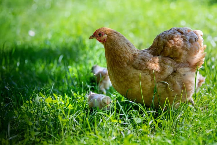 Moederhen met kuikens