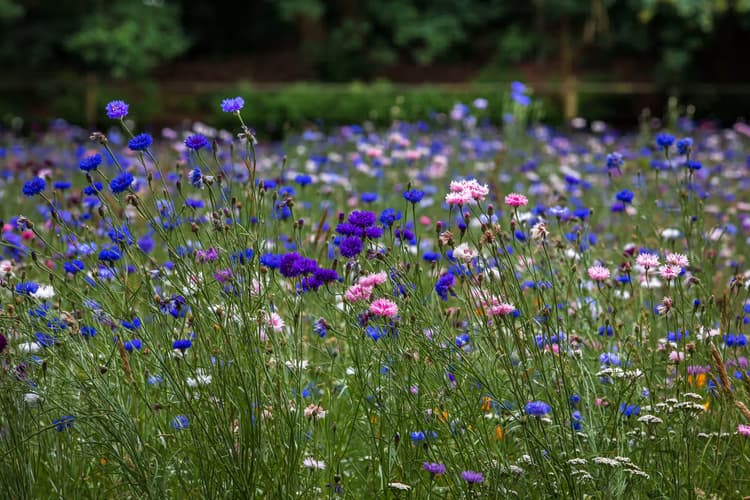 Kleurrijke Bloemenweide