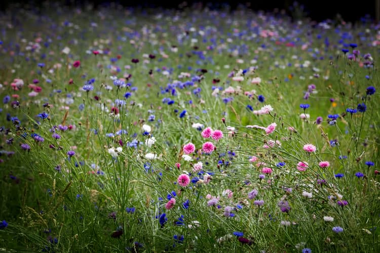 Kleurrijke Bloemenweide