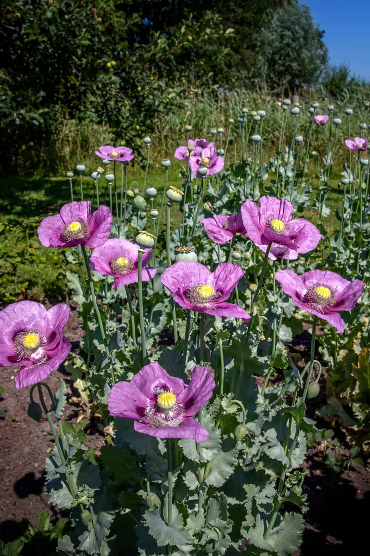 Paarse Papaver Bloemen