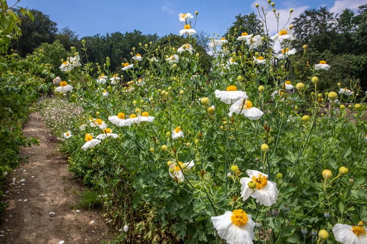 Bloemenpad in de natuur