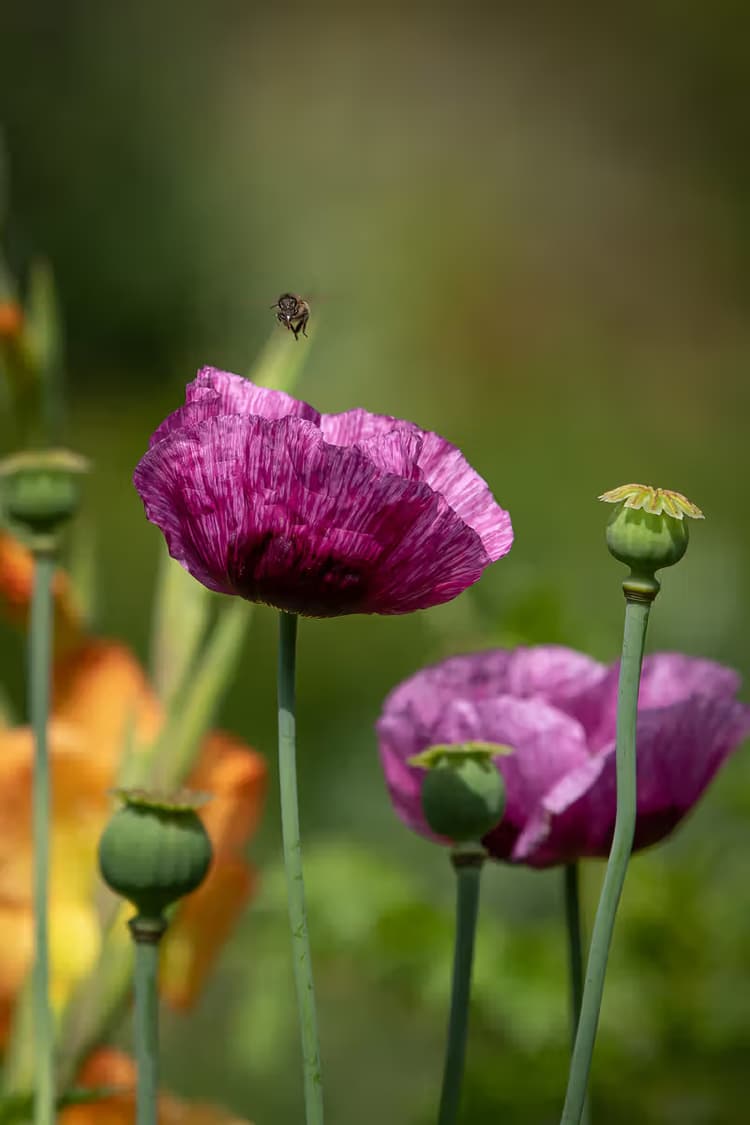 Paarse Papaver Bloemen