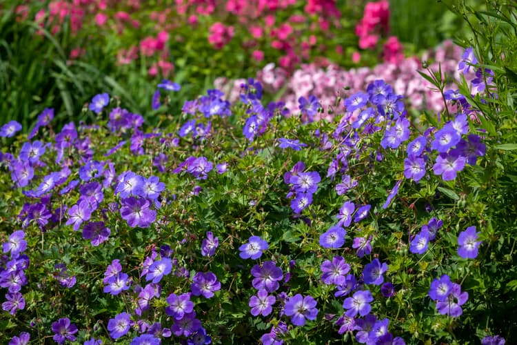 Kleurrijke Bloemenzee