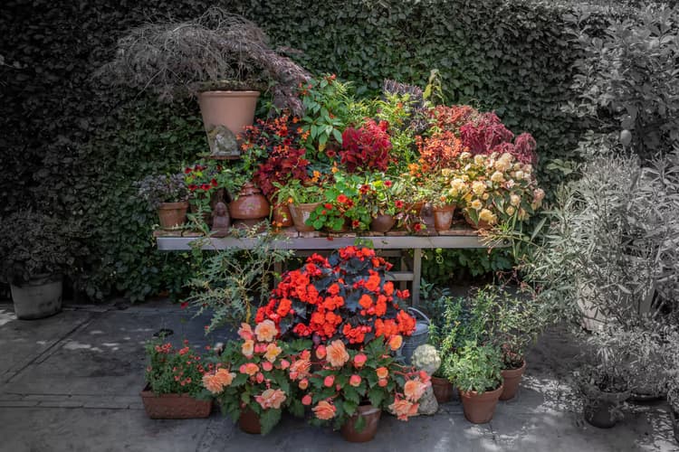 Kleurrijke Plantenhoek