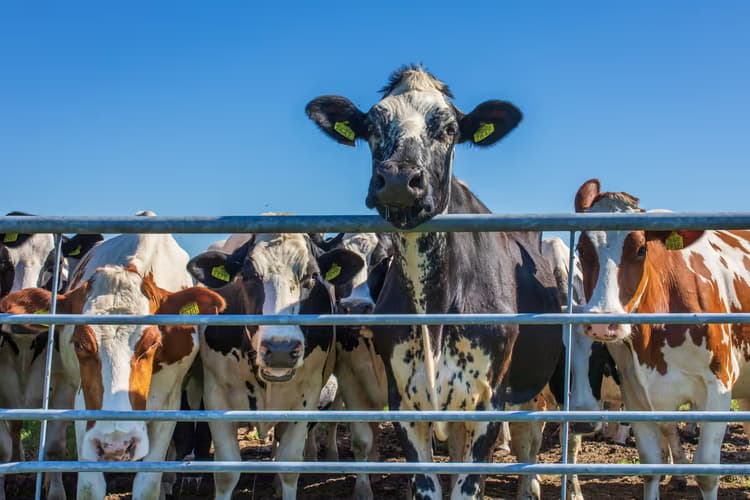 Koeien bij het hek