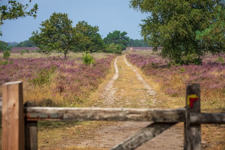 Paden door de heide