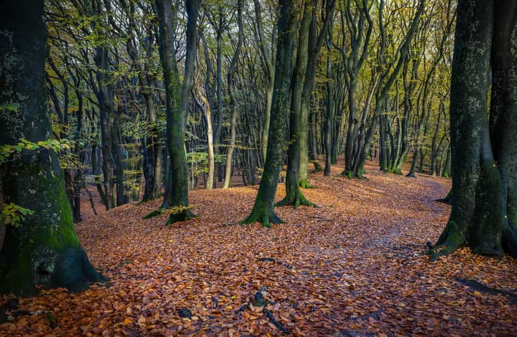 Herfst in het Bos