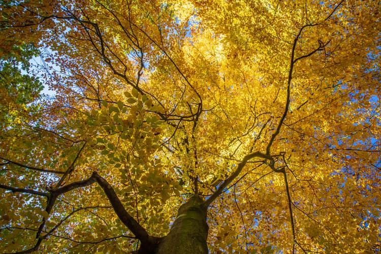 Gouden Herfstbladeren