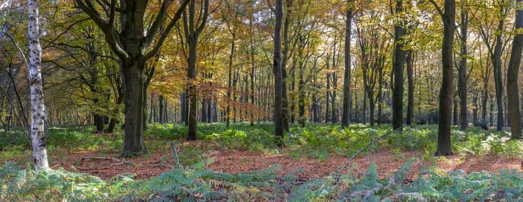 Herfst in het Bos