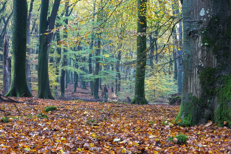 Herfst in het Bos
