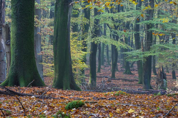 Herfst in het Bos