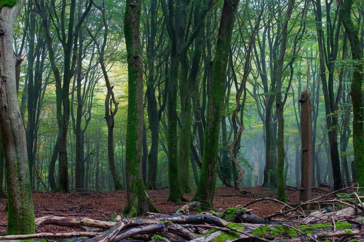 Mystiek Boslandschap