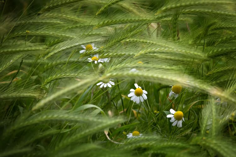 Bloemen in het Gras