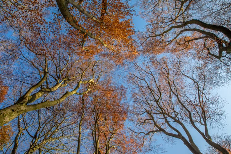 Herfstige Boomtoppen