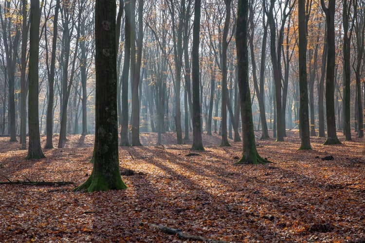 Herfst in het Bos