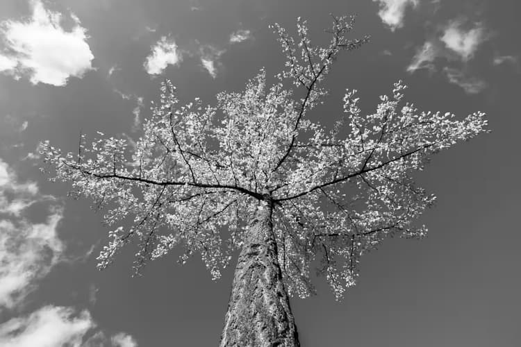 Blote Boom in Zwart-Wit