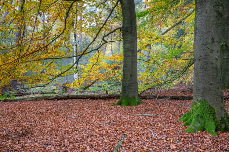 Herfst in het Bos