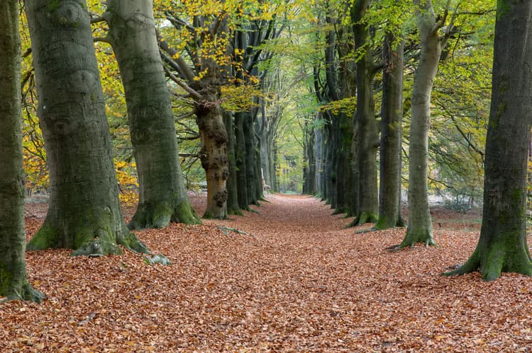 Herfstpad in het Bos