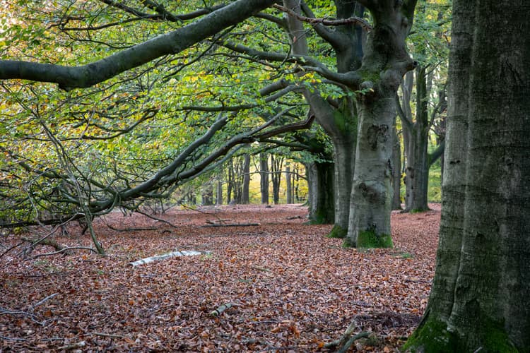 Herfst in het Bos