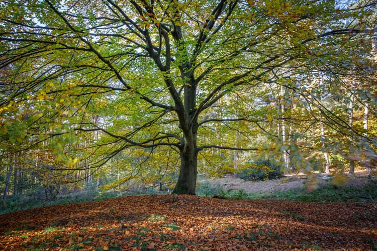 Herfstboom in het Bos
