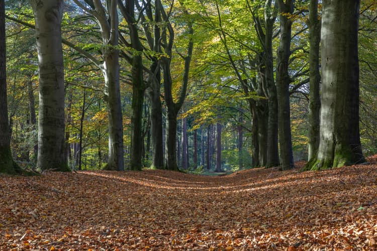 Herfst in het Bos