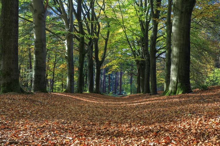 Herfst in het Bos