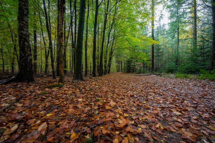 Herfstwandeling in het Bos