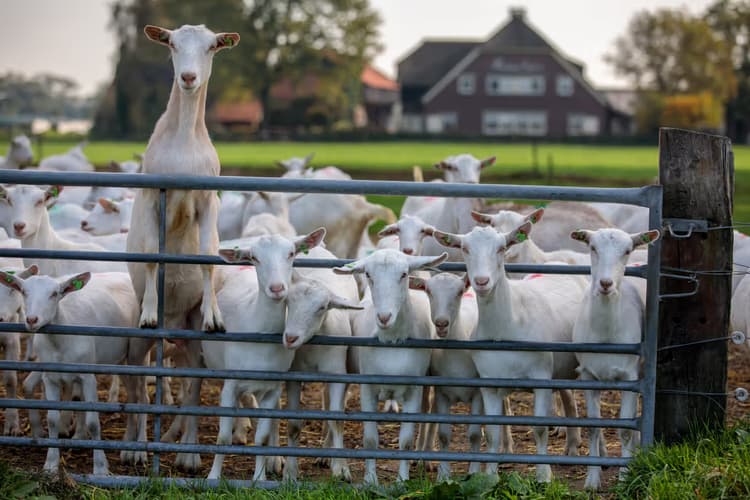 Geiten bij het hek