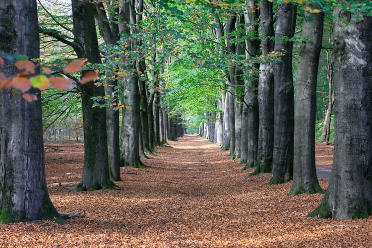 Groene Laan in Herfst