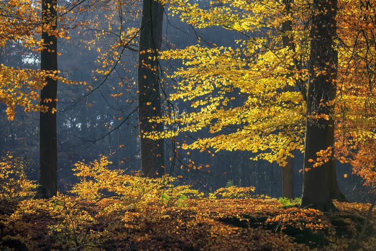 Herfst in het Bos