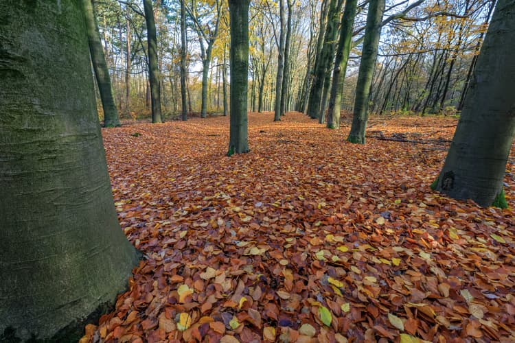 Herfst in het Bos