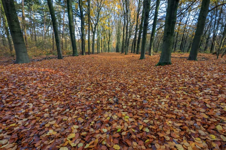 Herfst in het Bos