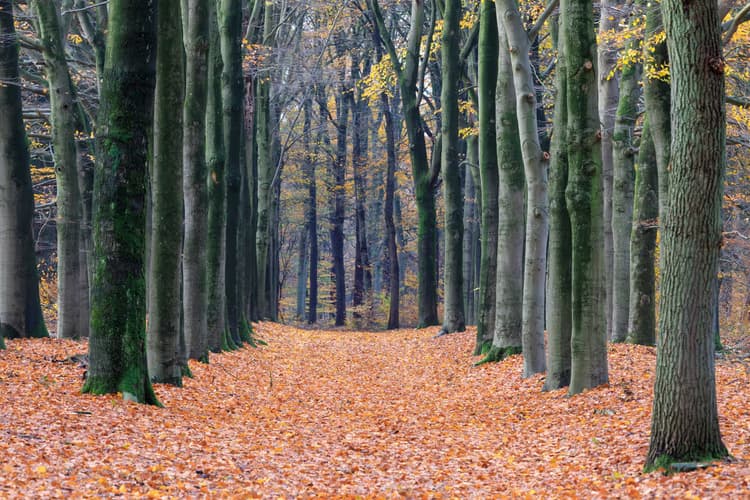 Herfstpad in het Bos