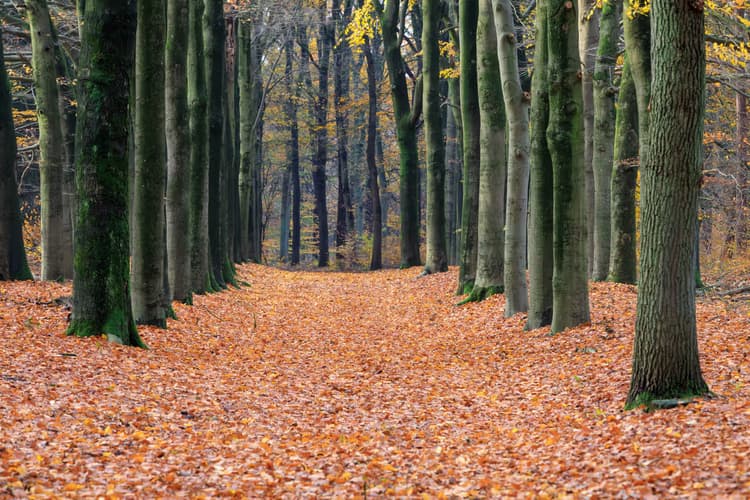 Herfstpad in het Bos