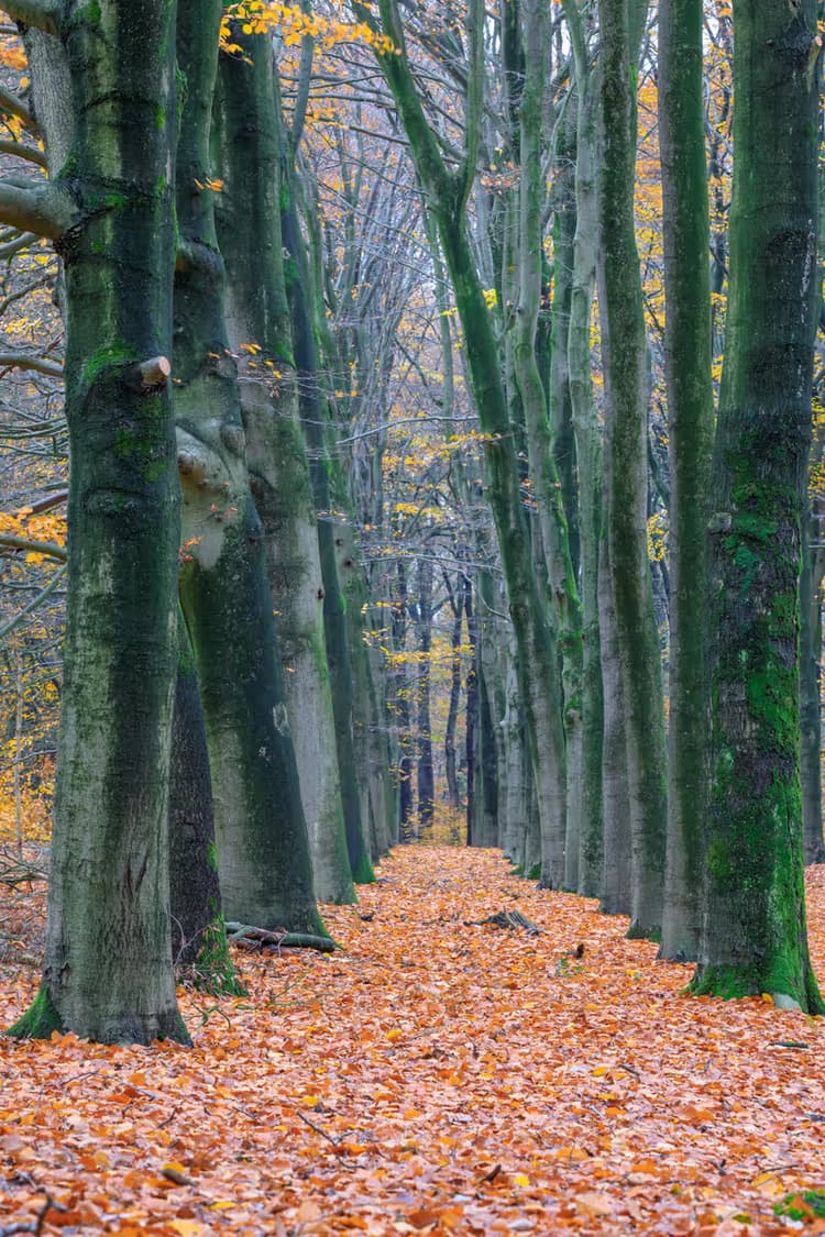 Herfstwandeling in het Bos