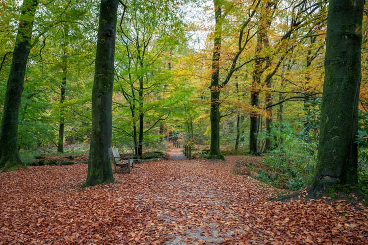 Herfstwandeling in het Bos