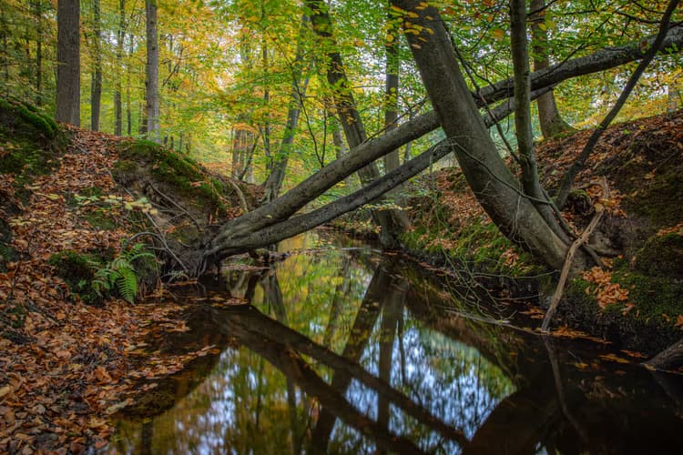 Herfst in het Bos