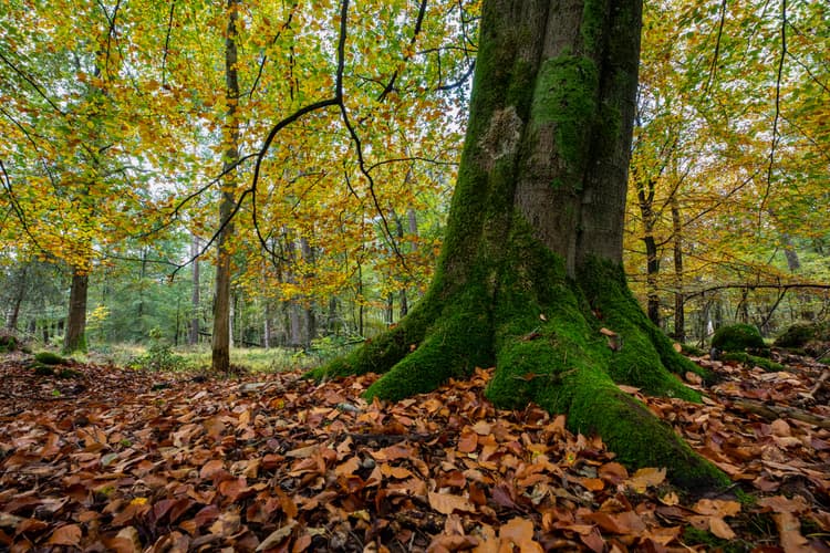 Herfst in het Bos