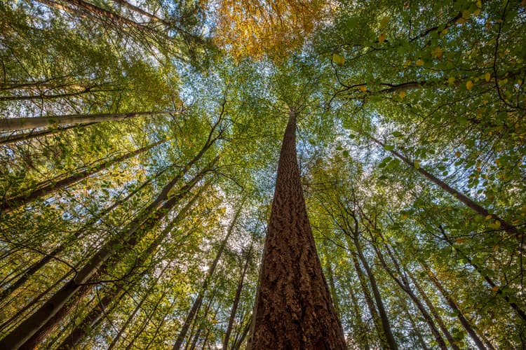 Bomen vanuit de Basis