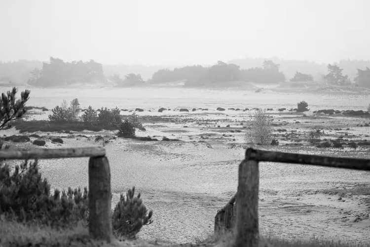 Mistige Duinen