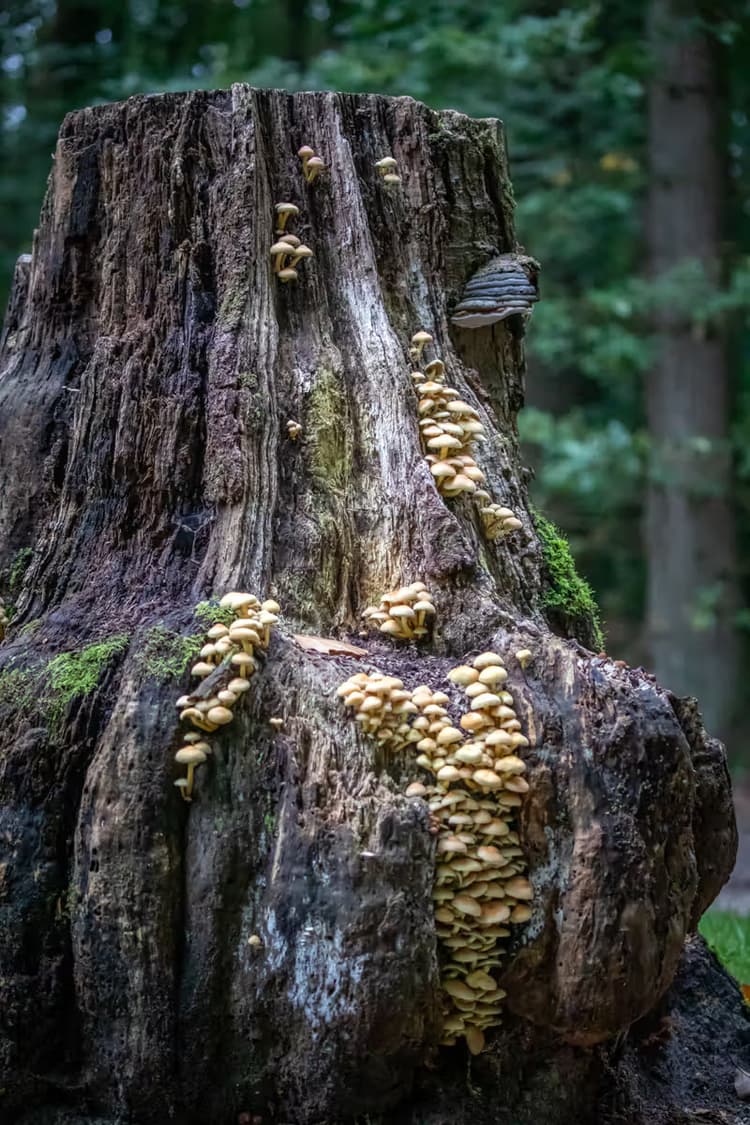 Paddenstoelen op Stronk