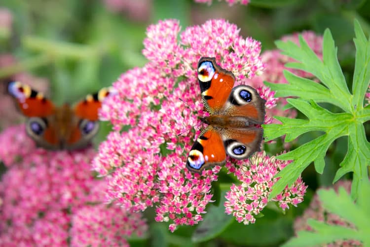 Kleurige Vlinder op Bloem