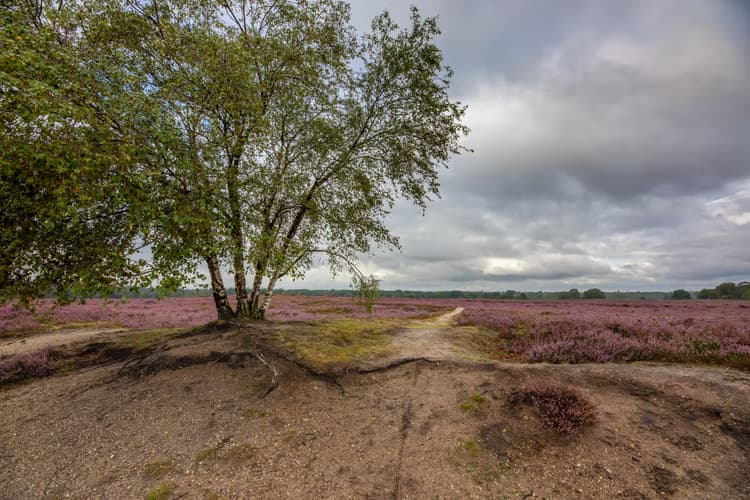 Paarse Heide Landschap