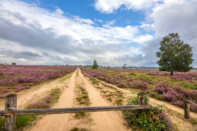 Paarse Heidepaden