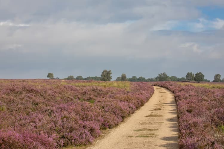 Paden door de heide