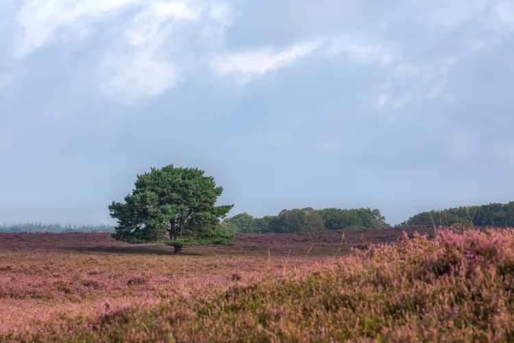 Eenzaam in de Heide