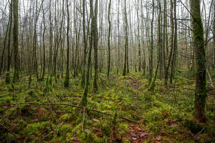 Mysterieus Boslandschap