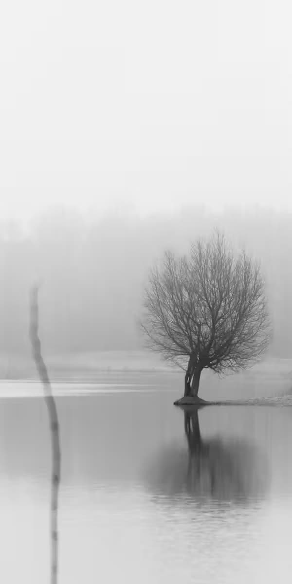 Mistige Boomreflectie