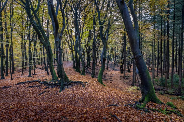 Herfst in het Bos
